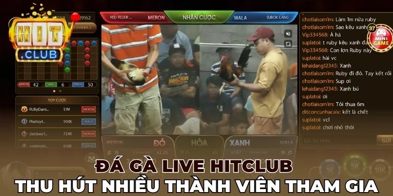 Đá gà live Hitclub thu hút nhiều thành viên tham gia